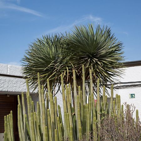 Vintersol Los Cristianos (Tenerife) Eksteriør billede